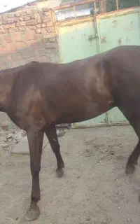 فروش اسب عرب به قیمت پیشنهادی شما