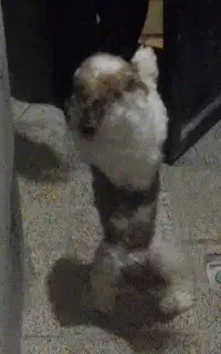 سگ  ماده
