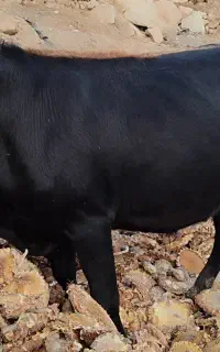کلگاه