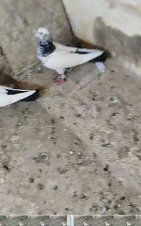 کبوتر کله دار دوچکه دار