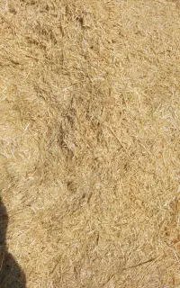 کاه گندم دیم نرم وسفید