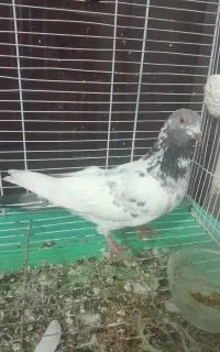 کبوتر طوقی نر  پاکستانی