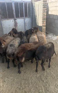 فروش ۱۰ عدد مش گله کرد
