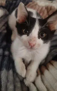 واگذاری بچه کربه