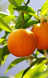 نارنج‌هات کوچیکه اینو بزن بزرگشون کن