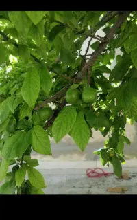 گوجه سبز شهریار کاملا ارگانیک