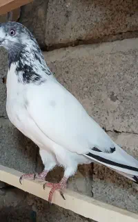کبوتر