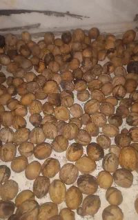 گردوتک پوست