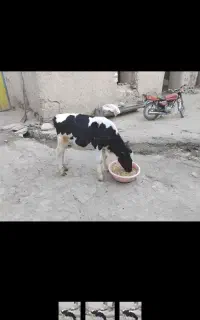 گوساله