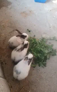 خرگوش