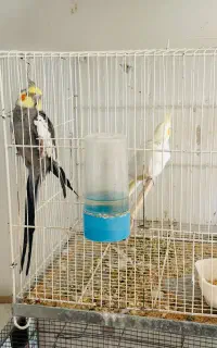 سه جفت عروس هلندی با قفس و همه لوازم