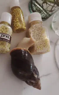 حلزون وخاویار حلزون