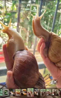حلزون مولد جهت کلاژن جوانسازی