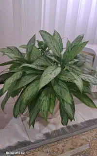گل و گیاه