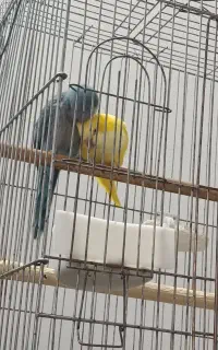 جفت راهب مولد