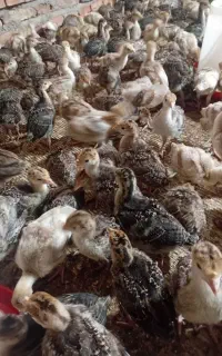 بوقلمو برنزه انگلیسی ۴۰۰ ۵۰۰
