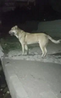 سرابی یازده ماهه