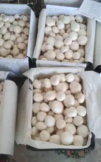پرورش قارچ/توجیه اقتصادی