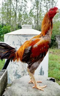 خروس لاری