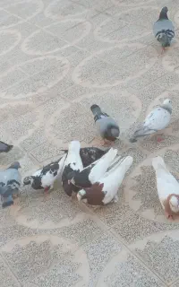 فروش کفتر ۱۳ عدد