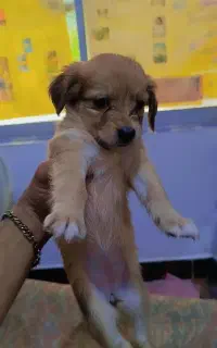 واگذاری توله پامر