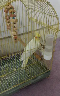 عروس هلندی ماده