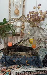 عروس هلندی نر