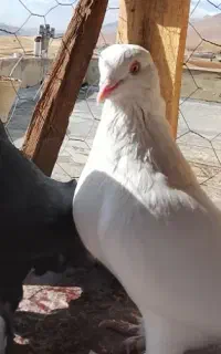 یک جفت سفید چشم نوک پاپر