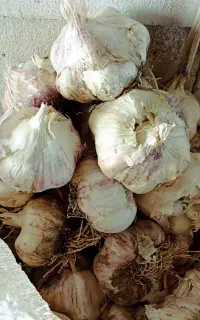 سیر تازه محلی