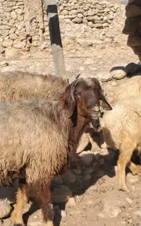 قوچ داشتی جوان