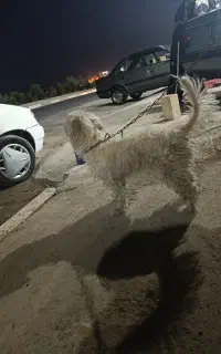 واگذاری سگ شیتزو