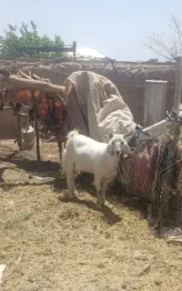 یک عدد کهره