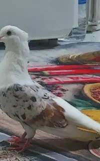 کبوتر نر پلنگ خوشونه