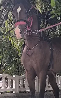 اسب عرب دوسر