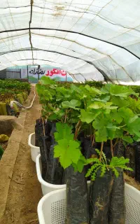 نهال ریشه لخت وگلدونی