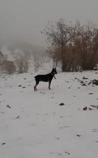 سگ شکاری