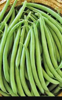 لوبیا سبز تازه چیده شده باغ خودمون ارسال رایگان