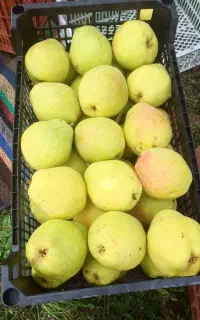گلابی