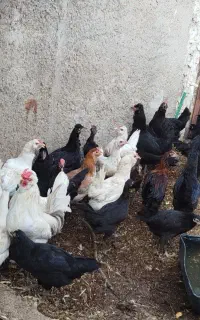 چندعددمرغ خلیفه محلی سفیدباسیاه اصل