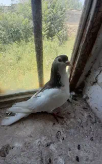 کبوتر