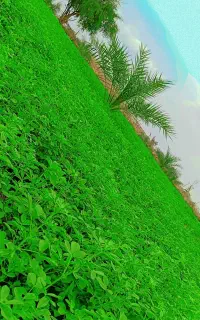 بذر یونجه محلی تضمینی