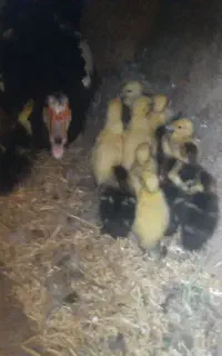 اردک روسی با۱۴ جوجه