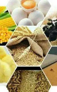 خوراک دام،کنسانتره شیری پرواری و غیره