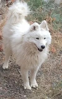 سگ سامویید