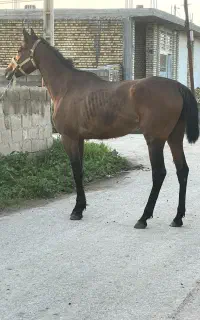 مادیان دوخون ۶ ساله