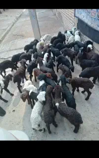 بره شیری