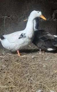 اردک