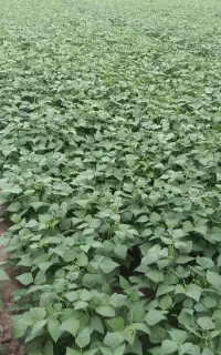 نیازمند کشاورزی اجاره ای