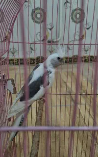 پرنده