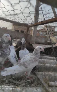کفتر آلمانی و رنگی